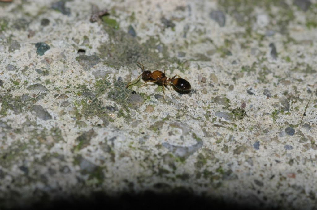 Regina di Temnothorax sp.